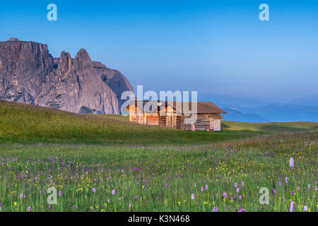 Alpe di Siusi/Seiser Alm, Dolomites, South Tyrol, Italy. Bloom on Plateau of Bullaccia/Puflatsch. In the background the peaks of Sciliar/Schlern Stock Photo