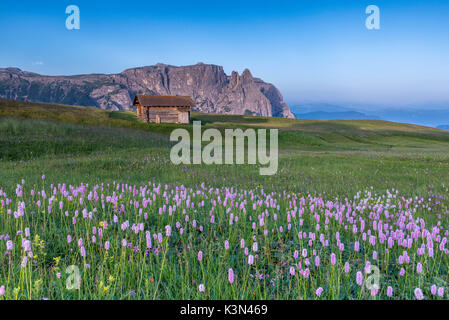 Alpe di Siusi/Seiser Alm, Dolomites, South Tyrol, Italy. Bloom on Plateau of Bullaccia/Puflatsch. In the background the peaks of Sciliar/Schlern Stock Photo
