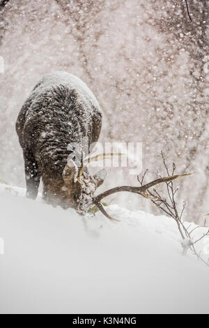 Sika deer in Shiretoko peninsula, Hokkaido, Japan Stock Photo