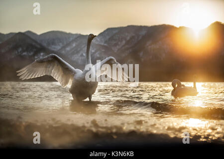 Whooper swan in Lake Kussharo, Hokkaido, Japan Stock Photo