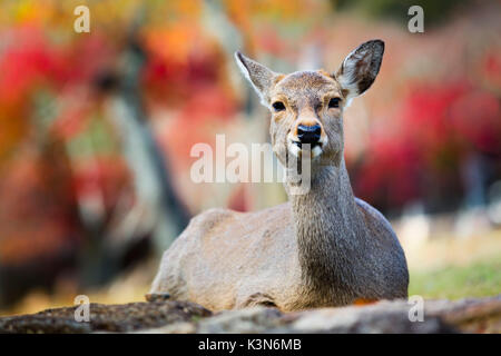 Sika deer in Nara, Honshu, Japan Stock Photo