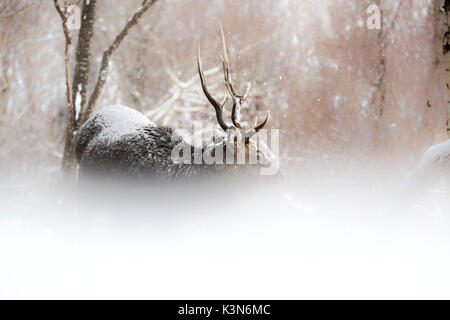 Sika deer in Shiretoko peninsula, Hokkaido, Japan Stock Photo