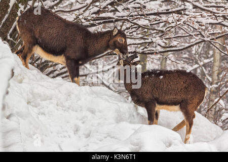 Europe, Italy, Veneto, Belluno, Agordino. Mouflon (ovis Musimon) female and young male Stock Photo