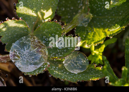 Details of iced dew on the green leaves in dim light. Undergrowth of Montevecchia, Lombardy, Italy. Stock Photo