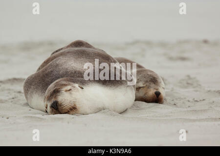Sea Lions sleeping on Australian beach Stock Photo