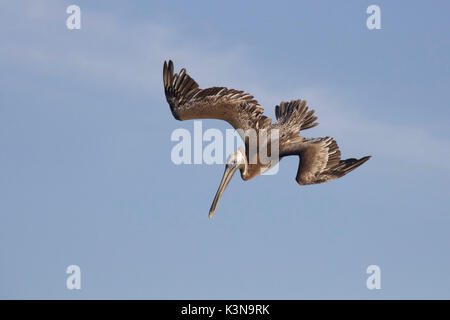 A brown pelican in an aerial dive as it hunts for fish Stock Photo