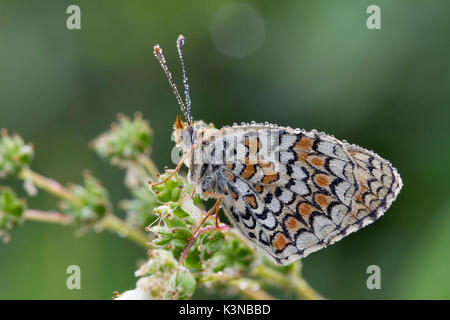 Details of butterfly melitea covered by morning dew, It's waiting for the heat to fly. Lombardy, Italy Stock Photo