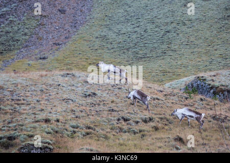 Three young wild reindeers. Iceland, Europe Stock Photo