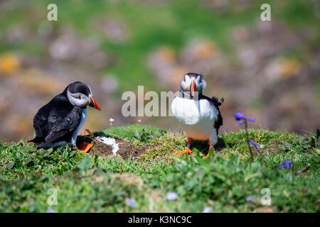 Europe, United Kingdom, Scotland. Puffin Stock Photo