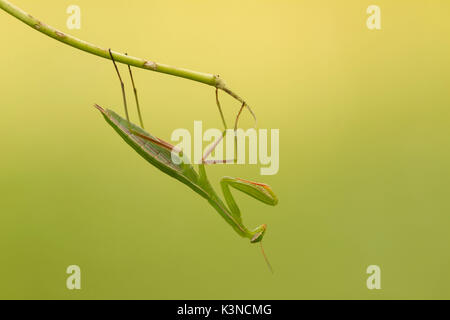 Mantis insect hanging head down. Montevecchia, Lecco, lombardy, Italy,Europe Stock Photo