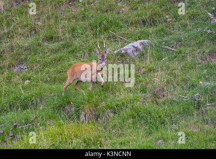roe deer, Lombardy, Italy. Stock Photo