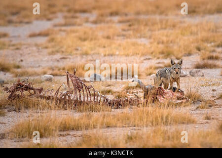 Amboseli Park,Kenya,Africa  A golden jackal taken in Amboseli Park Stock Photo