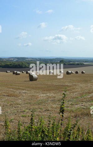 Round hay bails in a West Sussex farm field during Summer Stock Photo ...