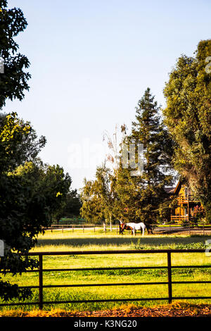 Horses graze on a pasture on a ranch near Modesto California USA Stock Photo