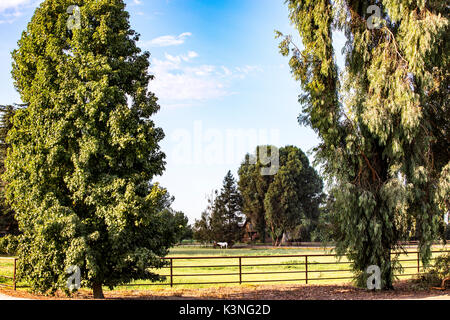 Horses graze on a pasture on a ranch near Modesto California USA Stock Photo