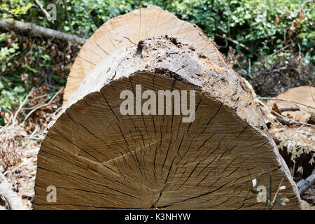 Aged tree trunk cut yexture in park Stock Photo