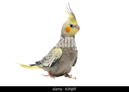 Nymphs parrot breed, closeup. Male. Exotic bird. Stock Photo