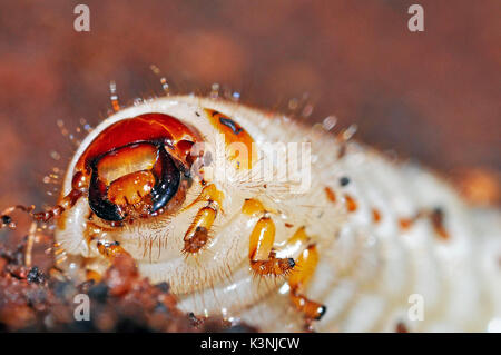 African Sun Beetle  (Pachnoda marginata peregrina) larvae Stock Photo