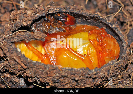 African Sun Beetle  (Pachnoda marginata peregrina) pupae and larvae skin Stock Photo