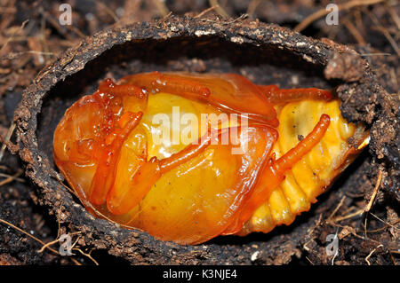 African Sun Beetle  (Pachnoda marginata peregrina) pupae in cocoon Stock Photo