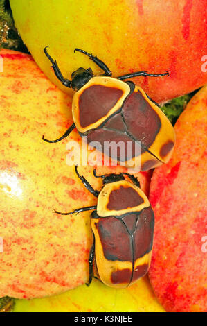 African Sun Beetle  (Pachnoda marginata peregrina) Stock Photo