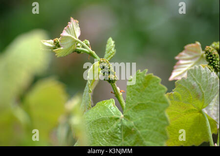 Young inflorescence of grapes on the vine close-up. Grape vine with young leaves and buds blooming on a grape vine in the vineyard. Spring buds sprout Stock Photo