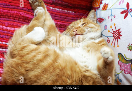 yunnan china fat cat sleep on sofa Stock Photo
