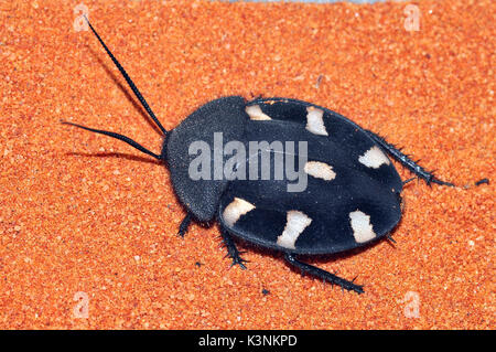 Indian Domino Cockroach (Therea petiveriana Stock Photo - Alamy