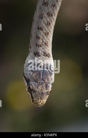 Close-up of smooth snake (Coronella austriaca) in Surrey heathland Stock Photo