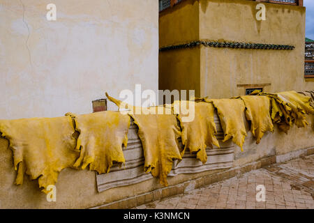 Goat skins drying in a Moroccan tannery Stock Photo