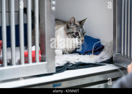 Cat in cage of ICU in veterinarian animal clinic on the drip Stock Photo