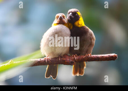 A couple of cuban grassquits birds sitting side by side on a branch in the sun Stock Photo
