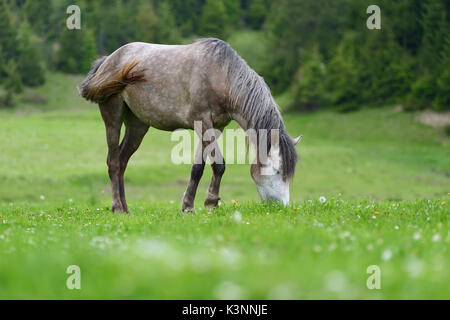 Gray horse on the pasture in spring time Stock Photo