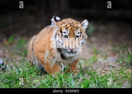 Close cute siberian tiger cub Stock Photo