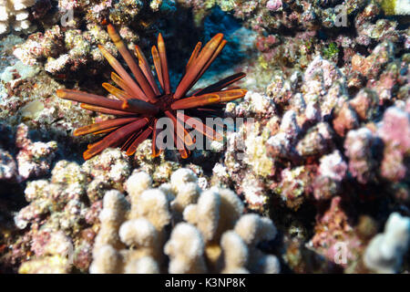 Closeup of red sea urchin, Mesocentrotus franciscanus,  spines sticking up on coral reef Stock Photo