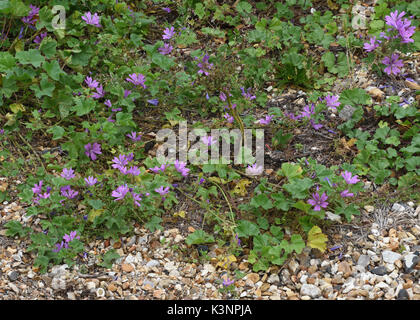 Common Mallow (Malva sylvestris) growing on shingle in Portsmouth’s old naval fortifications. Portsmouth, Hampshire, UK Stock Photo