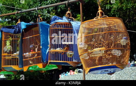 A street vendor sells birds in traditional bamboo cages Stock Photo