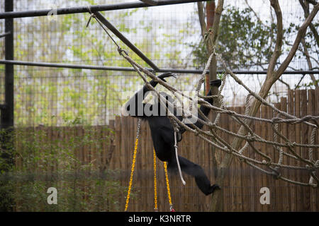 Siamang gibbon (Symphalangus syndactylus) playing on a rope Stock Photo