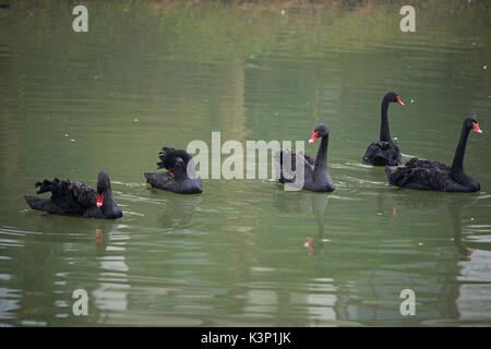 black swan floating on water of pond Stock Photo