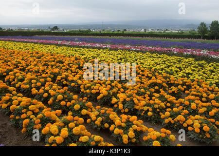 Colourful  marigolds (tagetes erecta) at Farm Tomita in Nakafurano, Hokkaido, Japan Stock Photo