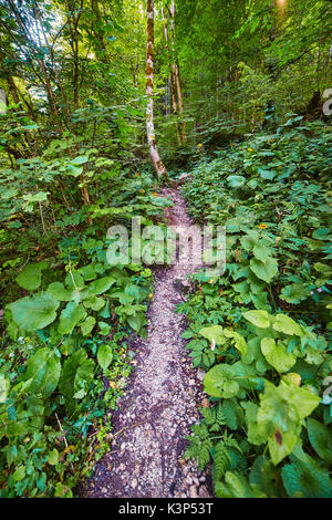 Hiking trail in the forest during summer time Stock Photo