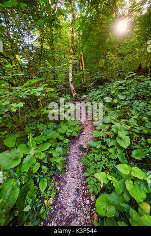 Hiking trail in the forest during summer time Stock Photo