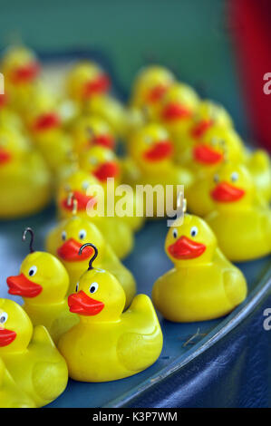 Rubber ducks in a pool on a hook a duck fairground stand plastic yellow and coloured toy model ducks in water hooking ducks games fun chances prizes Stock Photo