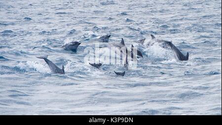 A pod of Striped Dolphins swimming in the Atlantic Ocean, in the Strait of Gibraltar, between Europe and Africa. By Tarifa, Spain's southernmost tip. Stock Photo