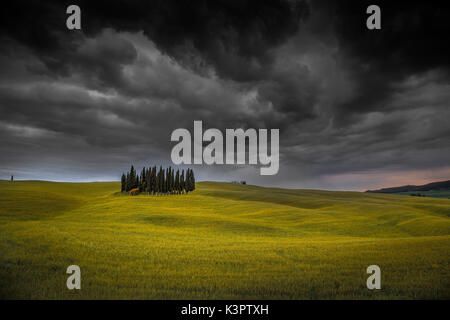 Cypresses, San Quirico d'Orcia, Tuscany, Italy. Stormy weather. Stock Photo