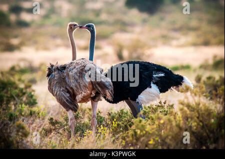 Samburu National Reserve. Kenya, Africa. Couple of Ostriches Somalis (Struthio molybdophanes). Stock Photo