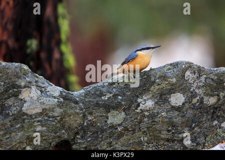 Eurasian nuthatch (Sitta europaea) on a rock in the woods of Engdin, Grisons, Switzerland Stock Photo