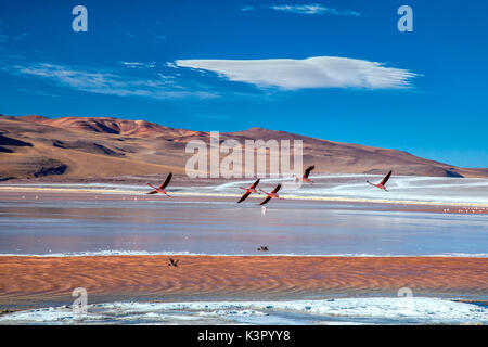 Flamingoes flying over the Laguna Colorada (Red Lagoon), a shallow salt lake in the southwest of the altiplano of Bolivia, within Eduardo Avaroa Andean Fauna National Reserve and close to the border with Chile - Bolivia South Amercia Stock Photo