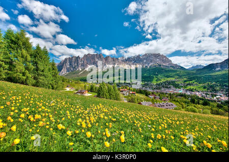 Trollius europaeus or globe-flower blooming in the valley of Cortina d'Ampezzo with the majestic Mount Cristallo in the background, Dolomites, Trentino Alto Adige Italy Europe Stock Photo