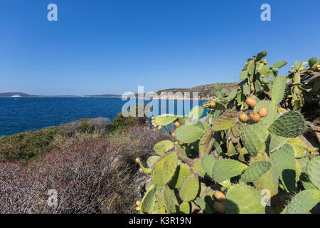 Prickly pears of the inland frame the blue sea Punta Molentis Villasimius Cagliari Sardinia Italy Europe Stock Photo